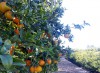 Venta de naranjas y mandarinas naturale